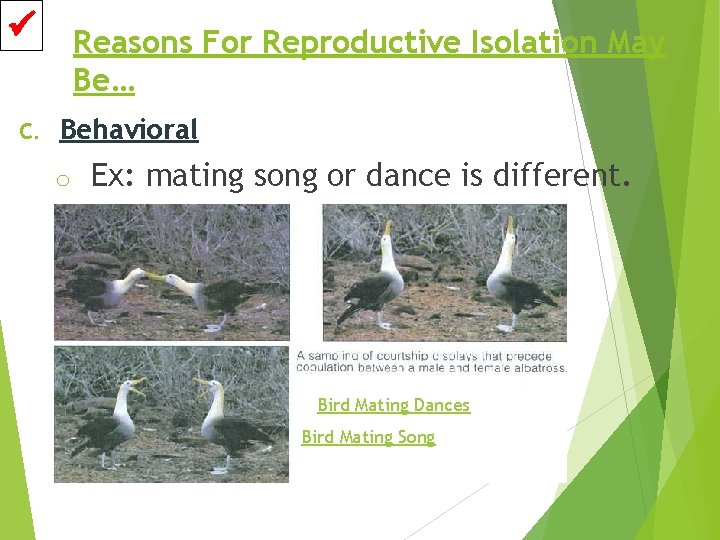  C. Reasons For Reproductive Isolation May Be… Behavioral o Ex: mating song or