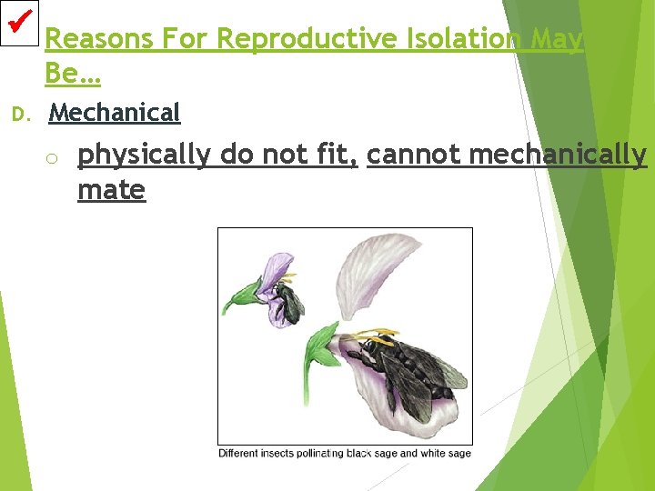  Reasons For Reproductive Isolation May Be… D. Mechanical o physically do not fit,