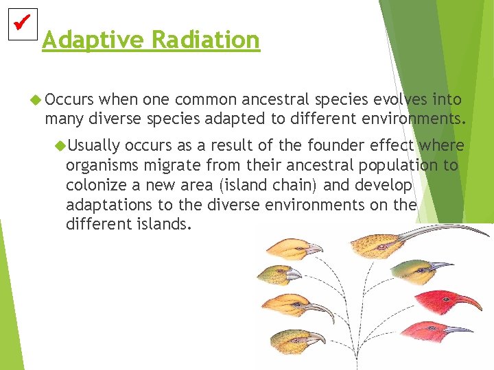  Adaptive Radiation Occurs when one common ancestral species evolves into many diverse species