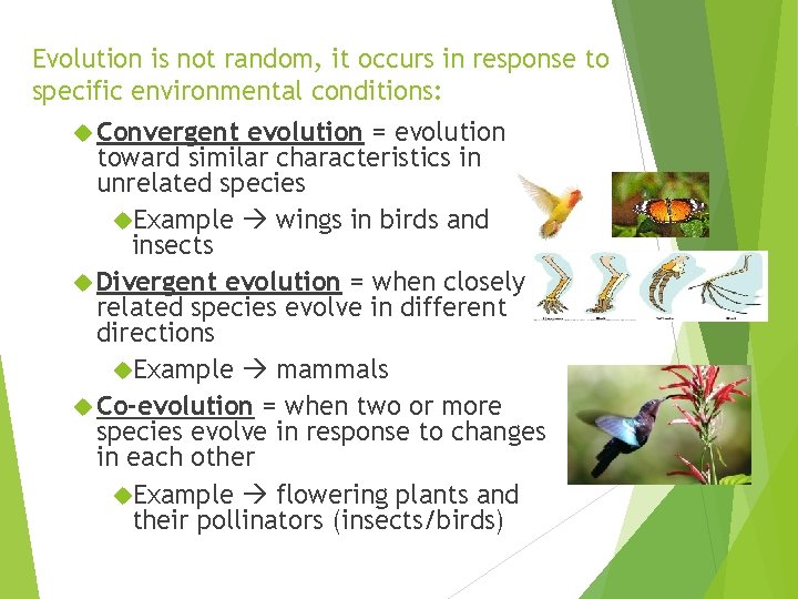 Evolution is not random, it occurs in response to specific environmental conditions: Convergent evolution
