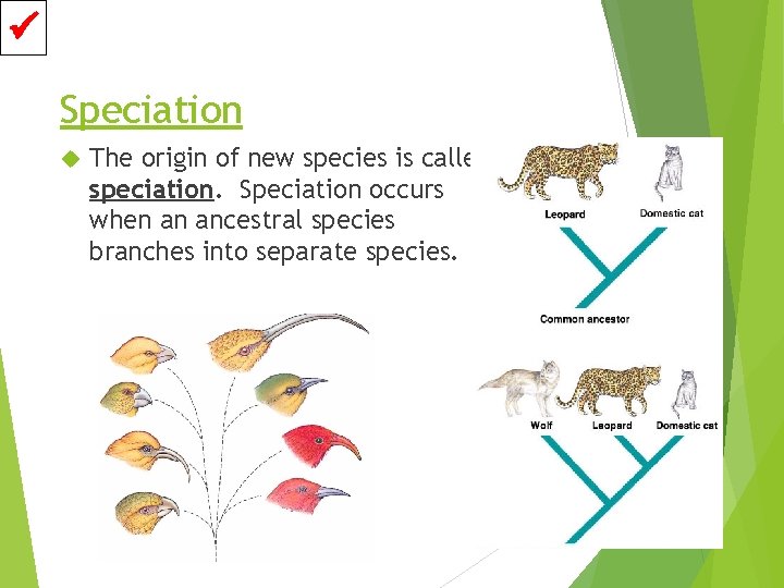  Speciation The origin of new species is called speciation. Speciation occurs when an