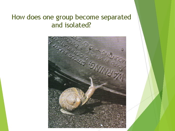 How does one group become separated and isolated? 