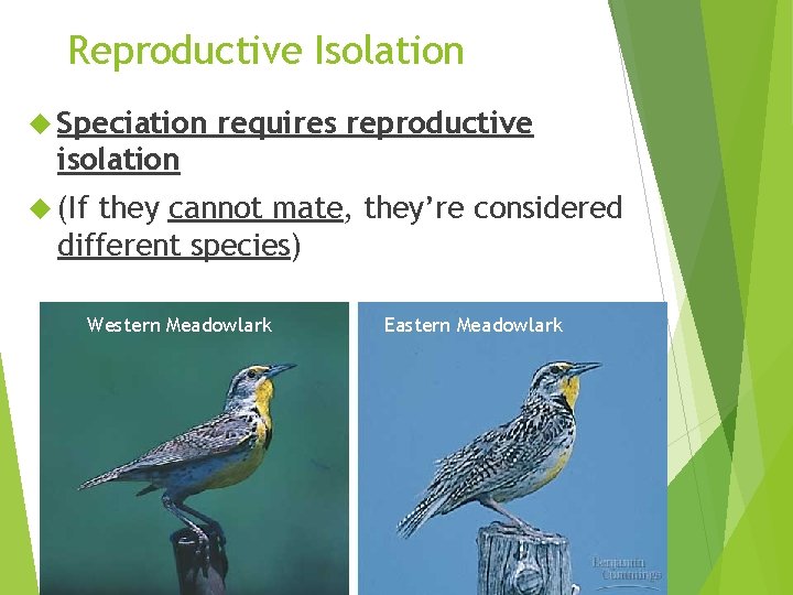 Reproductive Isolation Speciation requires reproductive isolation (If they cannot mate, they’re considered different species)