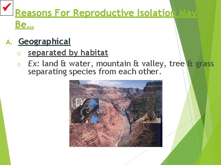  Reasons For Reproductive Isolation May Be… A. Geographical o separated by habitat o