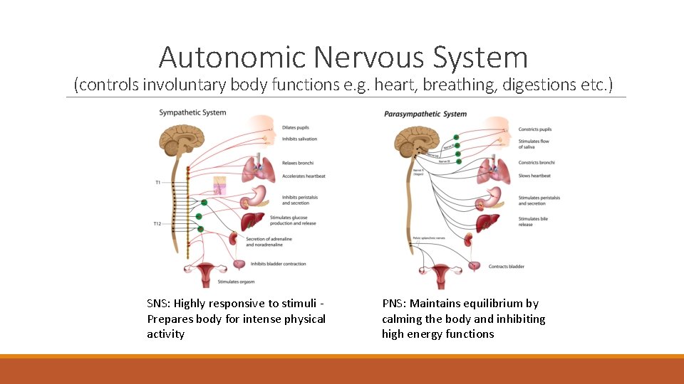 Autonomic Nervous System (controls involuntary body functions e. g. heart, breathing, digestions etc. )