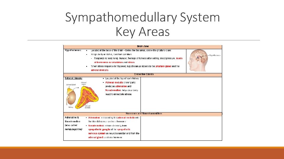 Sympathomedullary System Key Areas 