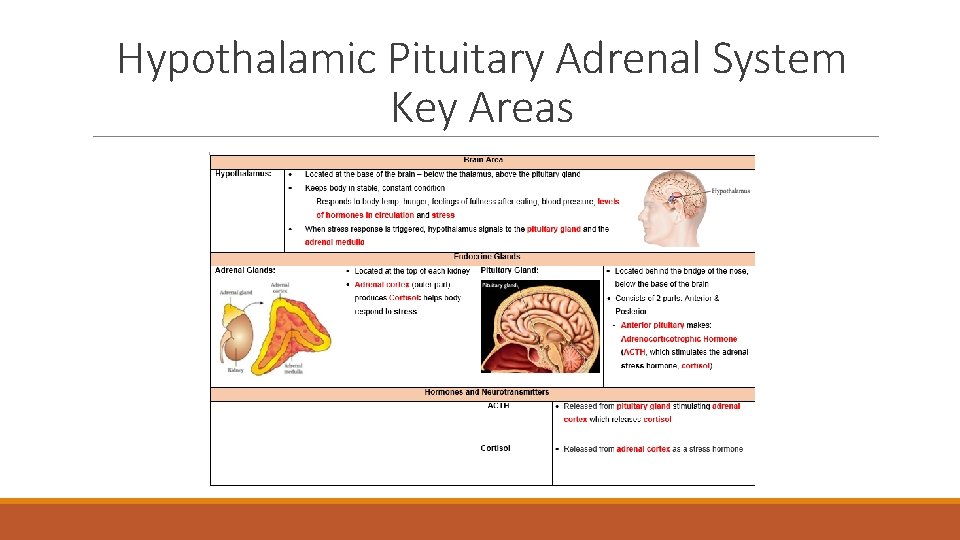 Hypothalamic Pituitary Adrenal System Key Areas 