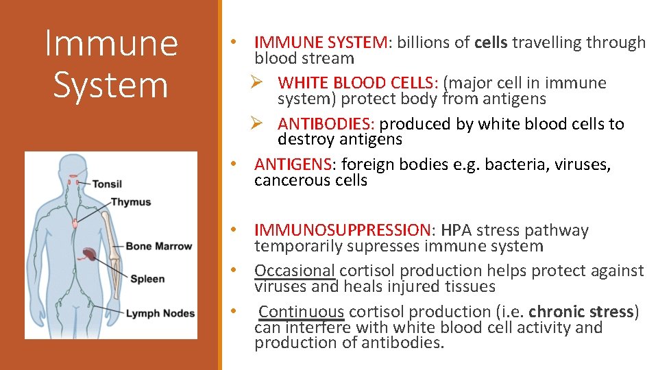 Immune System • IMMUNE SYSTEM: billions of cells travelling through blood stream Ø WHITE