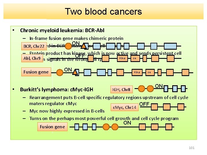 Two blood cancers • Chronic myeloid leukemia: BCR-Abl – In-frame fusion gene makes chimeric
