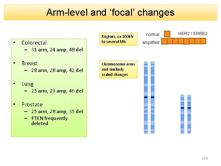 Arm-level and ‘focal’ changes • Colorectal Regions, ca 100 kb to several Mb normal