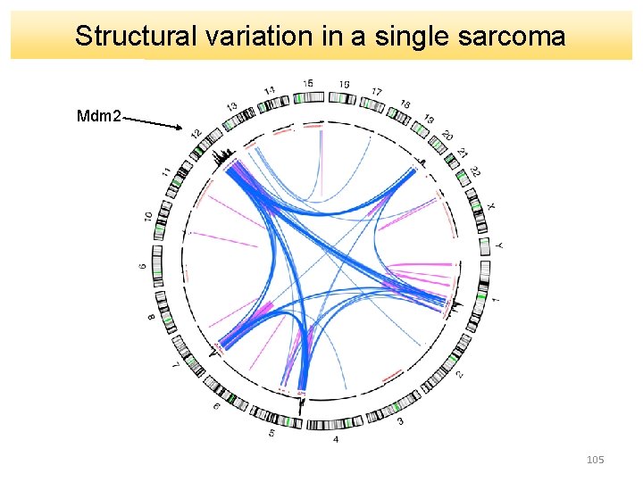Structural variation in a single sarcoma Mdm 2 105 