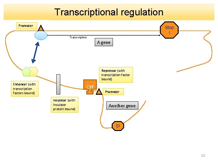 Transcriptional regulation Promoter Stop ! Transcription A gene Repressor (with transcription factor bound) Enhancer