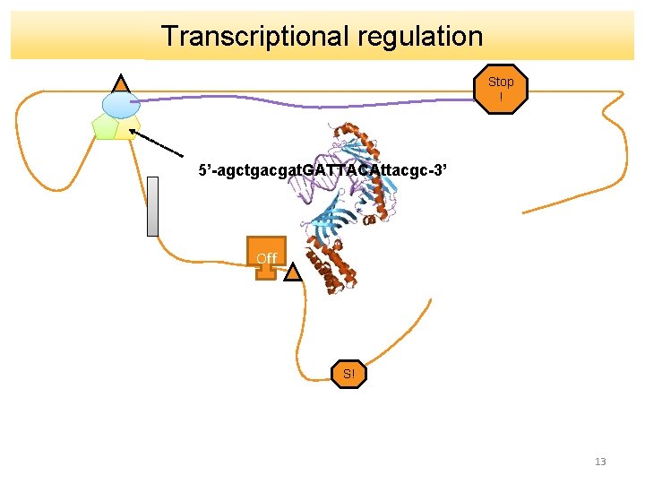 Transcriptional regulation Stop ! 5’-agctgacgat. GATTACAttacgc-3’ Off S! 13 