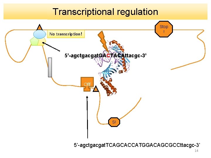Transcriptional regulation Stop ! No transcription! 5’-agctgacgat. GACTACAttacgc-3’ Off S! 5’-agctgacgat. TCAGCACCATGGACAGCGCCttacgc-3’ 14 