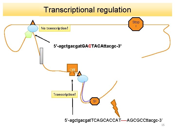 Transcriptional regulation Stop ! No transcription! 5’-agctgacgat. GACTACAttacgc-3’ Off Transcription! S! 5’-agctgacgat. TCAGCACCAT----AGCGCCttacgc-3’ 15