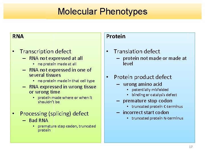 Molecular Phenotypes RNA Protein • Transcription defect • Translation defect – RNA not expressed