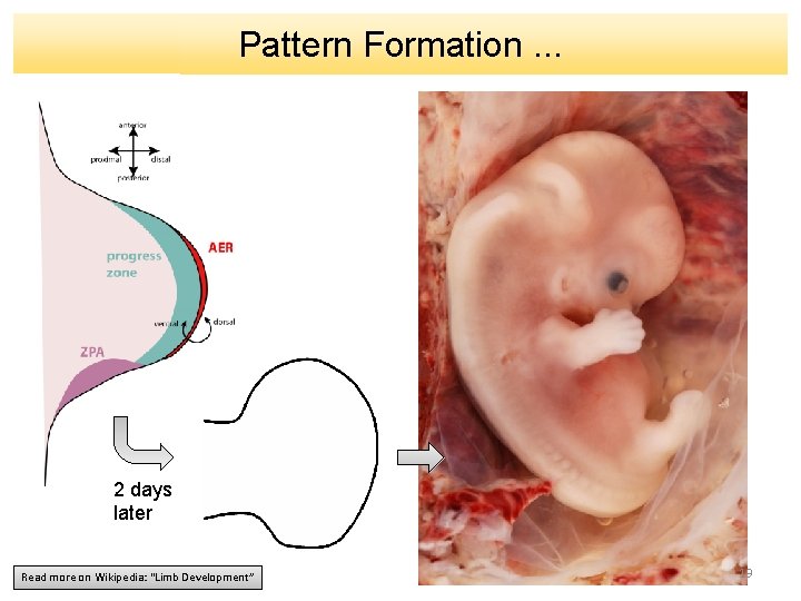Pattern Formation. . . 2 days later Read more on Wikipedia: “Limb Development” 19