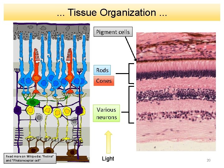 . . . Tissue Organization. . . Pigment cells Rods Cones Various neurons Read