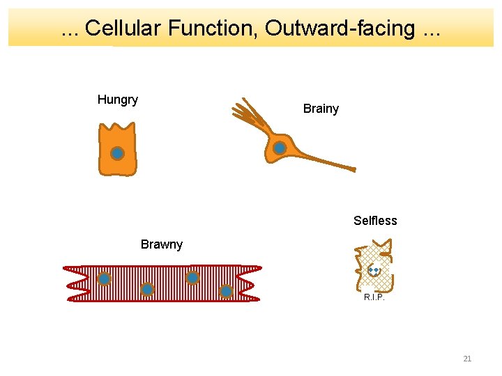 . . . Cellular Function, Outward-facing. . . Hungry Brainy Selfless Brawny R. I.