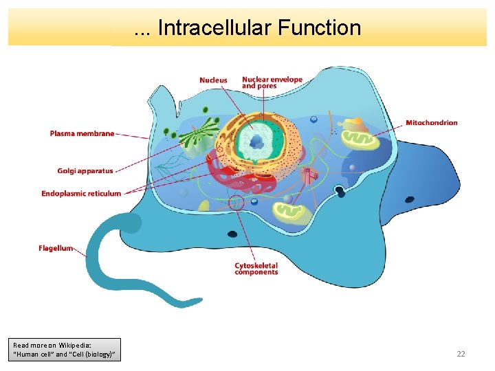 . . . Intracellular Function Read more on Wikipedia: “Human cell” and “Cell (biology)”
