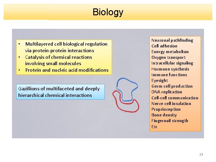 Biology • Multilayered cell biological regulation via protein-protein interactions • Catalysis of chemical reactions