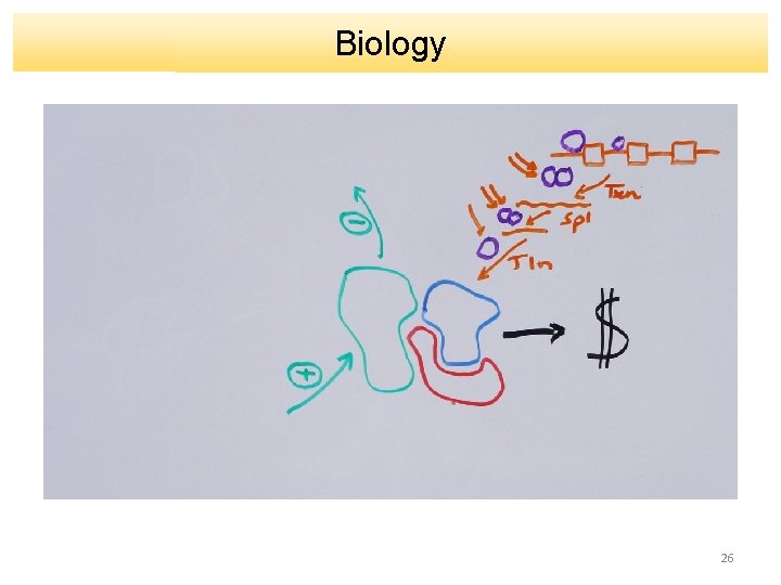 Biology 26 