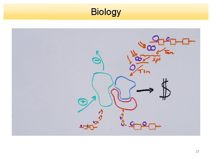 Biology 27 