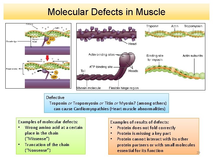 Molecular Defects in Muscle Defective Troponin or Tropomyosin or Titin or Myosin 7 (among