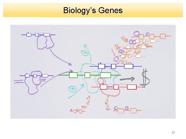 Biology’s Genes 32 