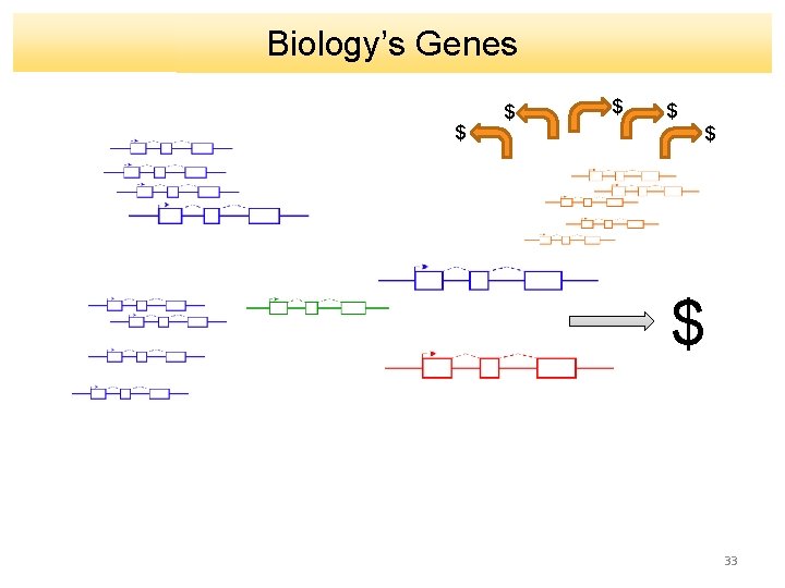Biology’s Genes $ $ $ 33 