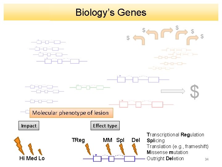 Biology’s Genes $ $ $ Molecular phenotype of lesion Effect type Impact TReg Hi