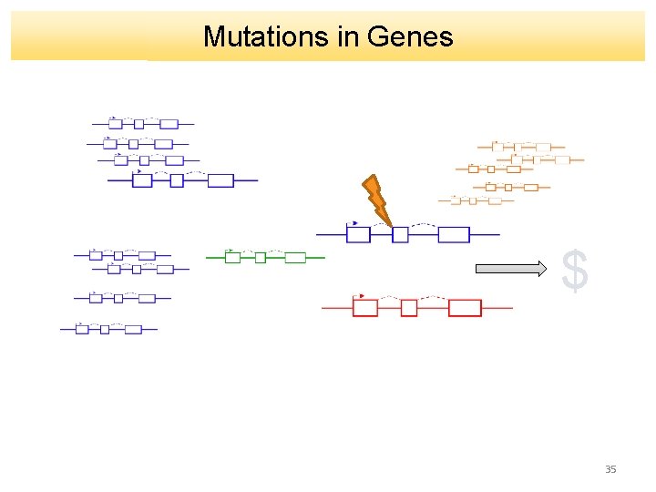 Mutations in Genes $ 35 