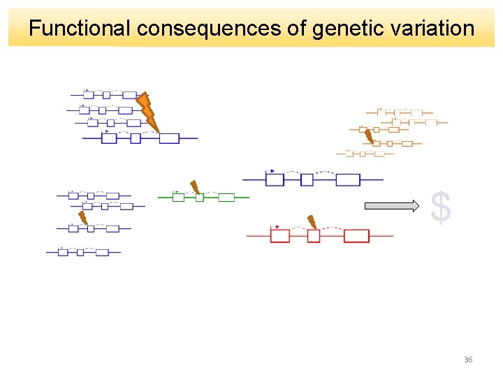 Functional consequences of genetic variation $ 36 