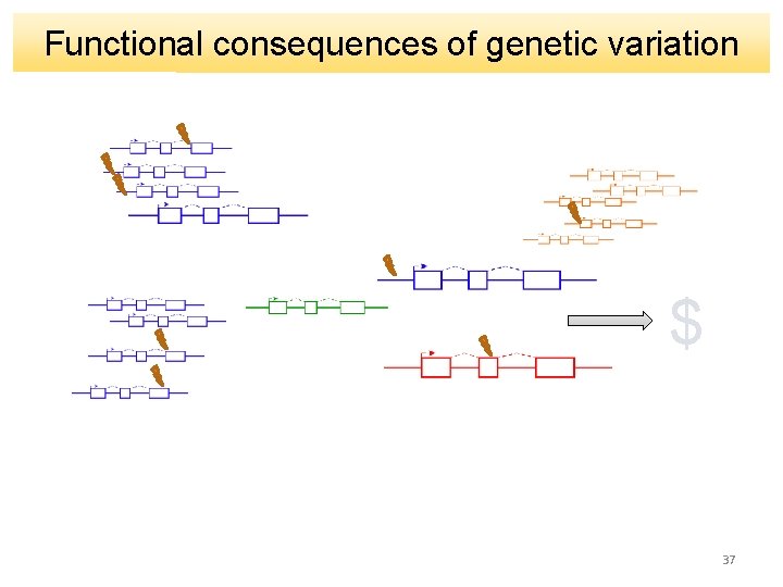 Functional consequences of genetic variation $ 37 