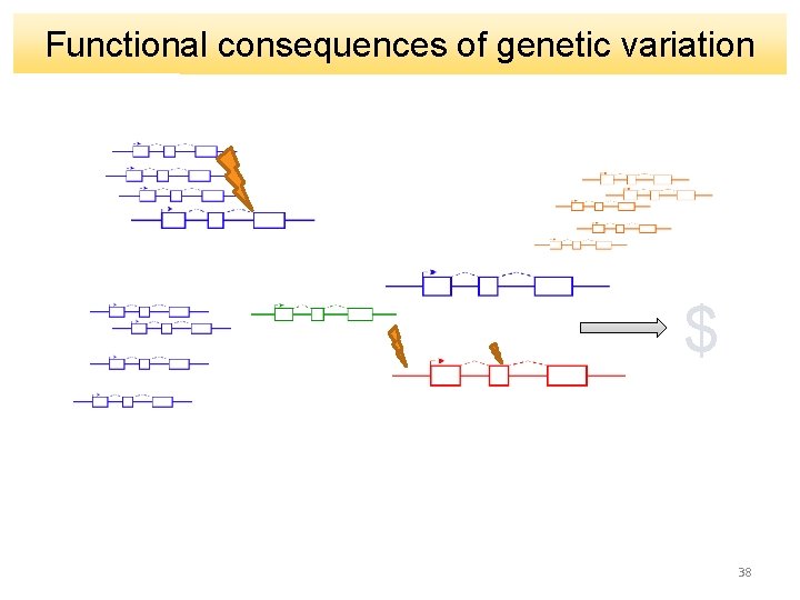 Functional consequences of genetic variation $ 38 