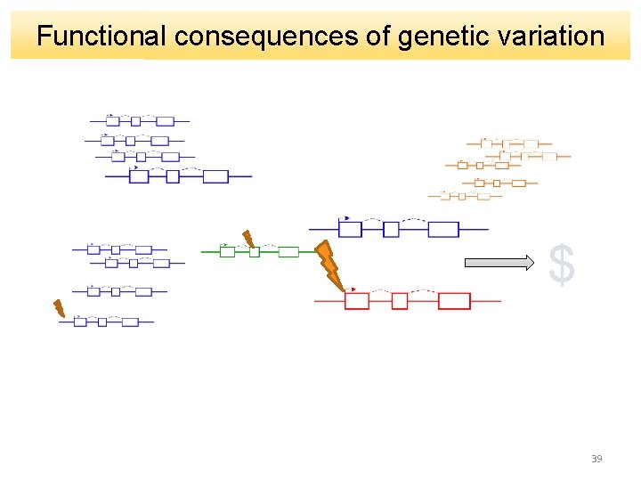 Functional consequences of genetic variation $ 39 