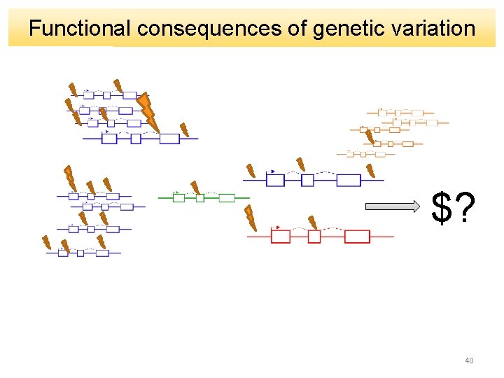 Functional consequences of genetic variation $? 40 