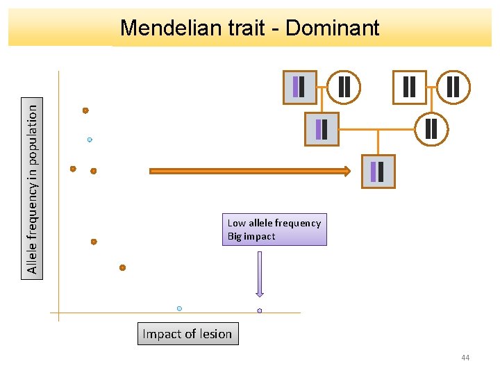 Allele frequency in population Mendelian trait - Dominant Low allele frequency Big impact Impact
