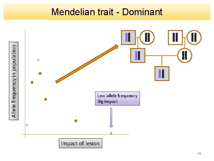 Allele frequency in population Mendelian trait - Dominant Low allele frequency Big impact Impact