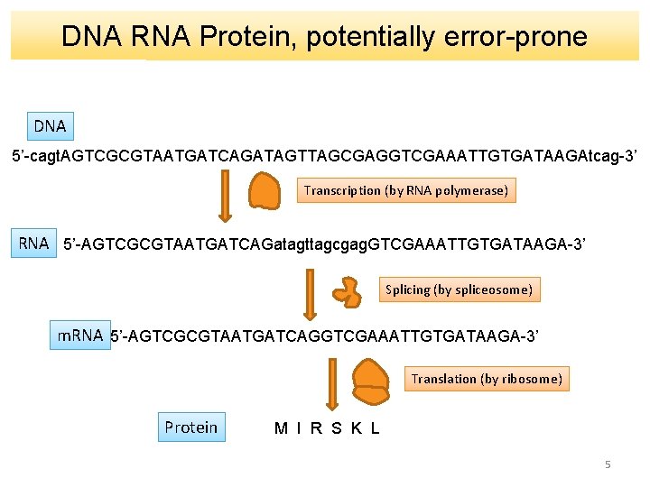 DNA RNA Protein, potentially error-prone DNA 5’-cagt. AGTCGCGTAATGATCAGATAGTTAGCGAGGTCGAAATTGTGATAAGAtcag-3’ Transcription (by RNA polymerase) RNA 5’-AGTCGCGTAATGATCAGatagttagcgag.