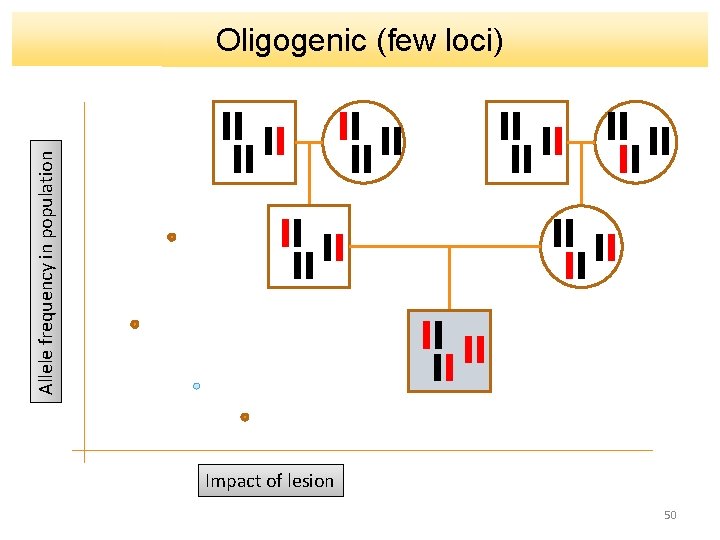 Allele frequency in population Oligogenic (few loci) Impact of lesion 50 