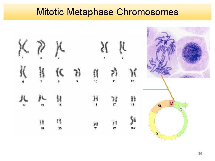 Mitotic Metaphase Chromosomes 56 
