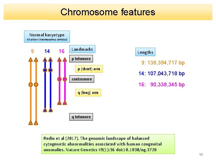 Chromosome features Normal karyotype All other chromosomes omitted 9 14 16 Landmarks p telomere