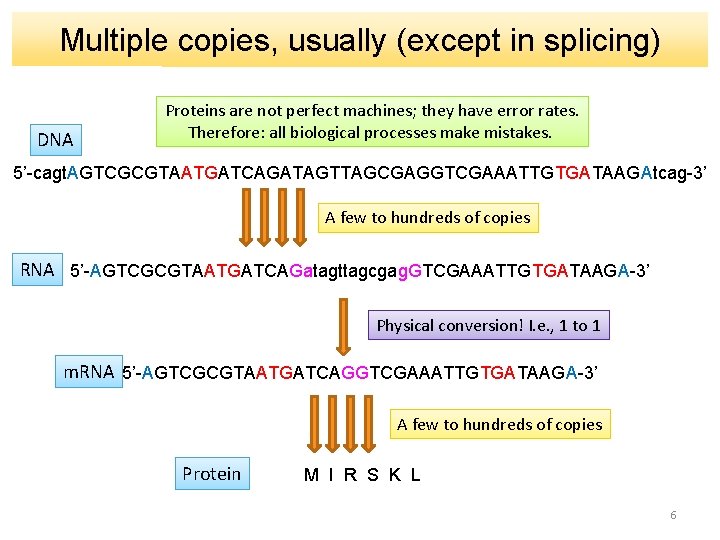 Multiple copies, usually (except in splicing) DNA Proteins are not perfect machines; they have
