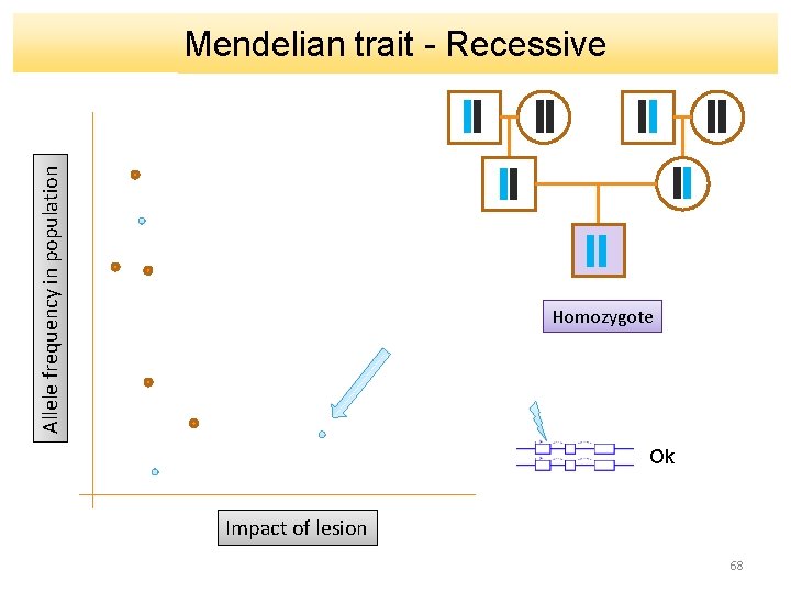 Allele frequency in population Mendelian trait - Recessive Homozygote Ok Impact of lesion 68
