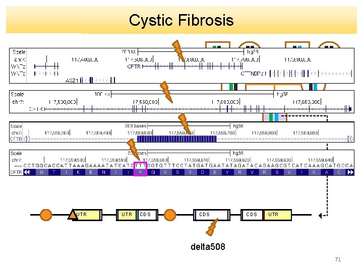 Cystic Fibrosis UTR CDS CDS UTR delta 508 71 