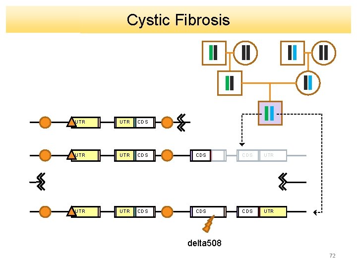 Cystic Fibrosis UTR UTR CDS CDS UTR delta 508 72 