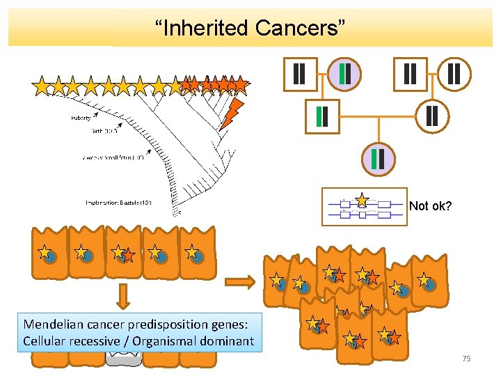 “Inherited Cancers” Not ok? Mendelian cancer predisposition genes: Cellular recessive / Organismal dominant 75