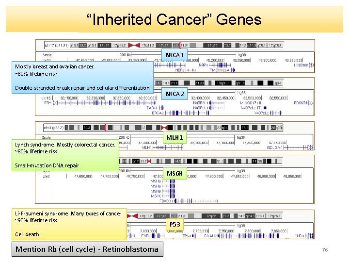 “Inherited Cancer” Genes BRCA 1 Mostly breast and ovarian cancer. ~80% lifetime risk Double-stranded