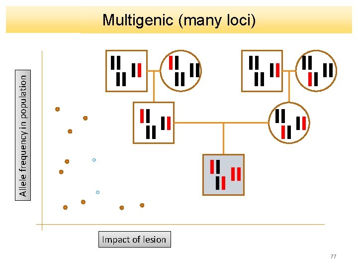 Allele frequency in population Multigenic (many loci) Impact of lesion 77 